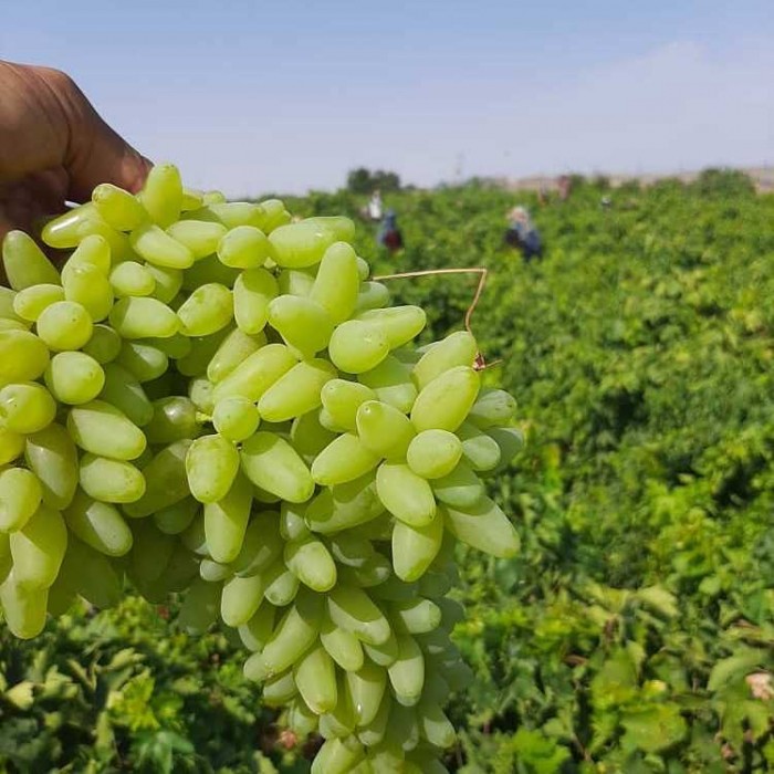 انگور